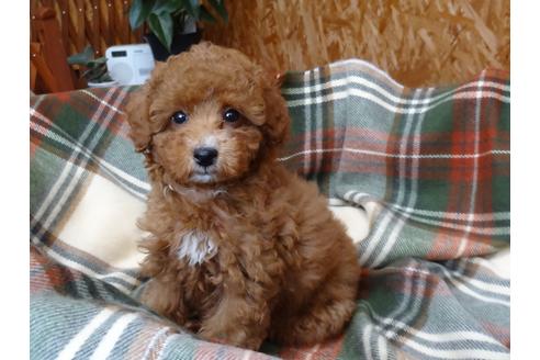 成約済の宮城県のトイプードル-77503の1枚目